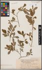 Foto von Salix aurita L. x Salix purpurea L.